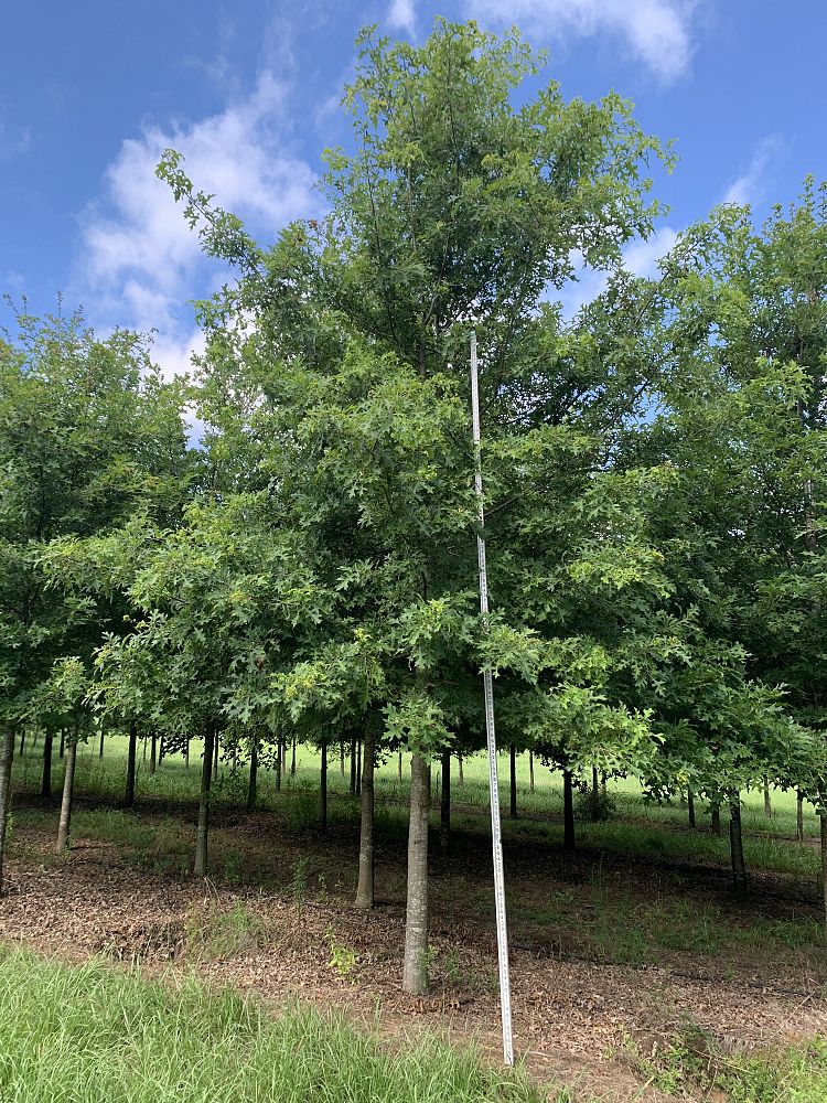 quercus-texana-nuttall-oak-quercus-nuttallii