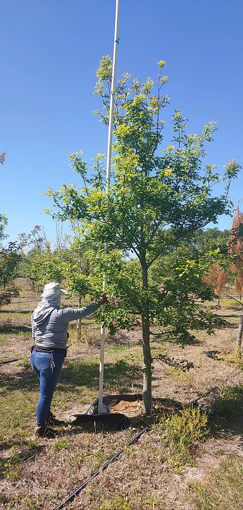 quercus-texana-nuttall-oak-quercus-nuttallii