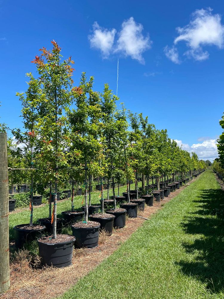 quercus-texana-nuttall-oak-quercus-nuttallii