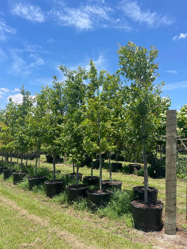 quercus-texana-nuttall-oak-quercus-nuttallii