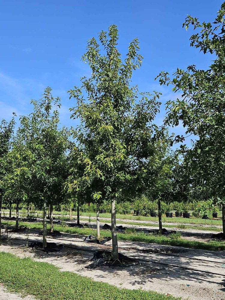 quercus-texana-nuttall-oak-quercus-nuttallii