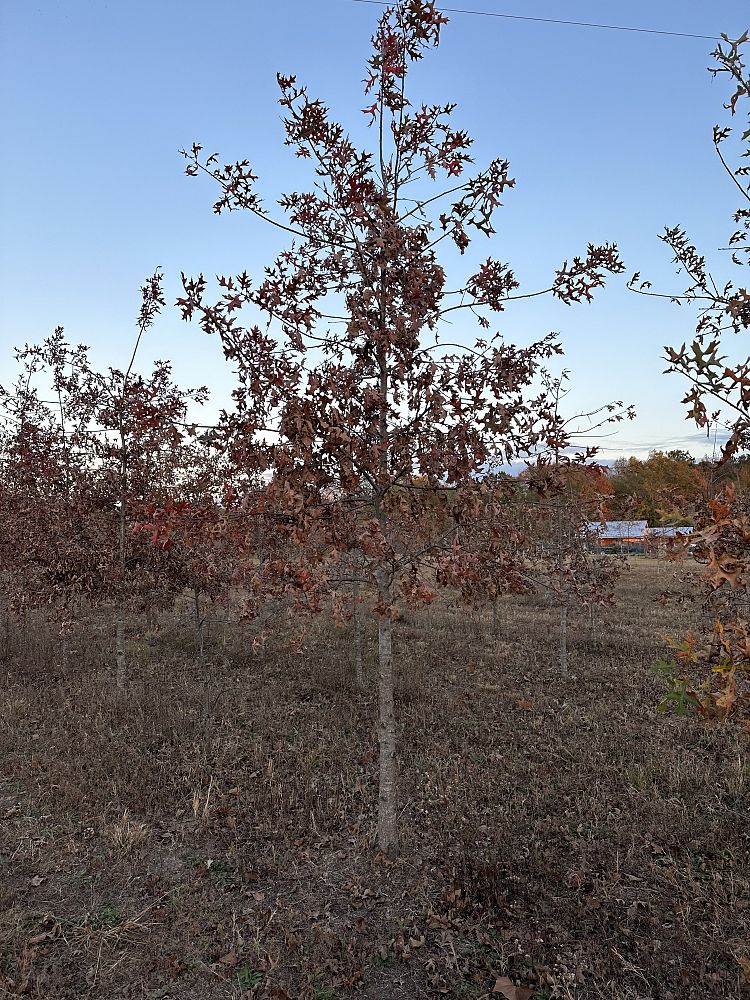 quercus-texana-nuttall-oak-quercus-nuttallii