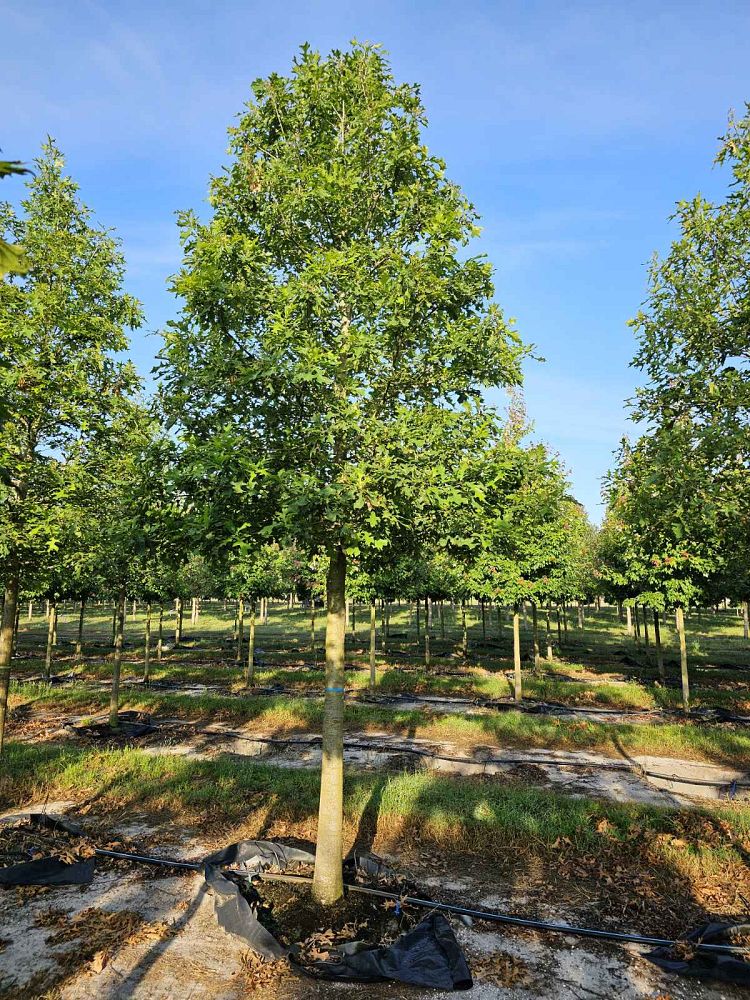 quercus-texana-nuttall-oak-quercus-nuttallii
