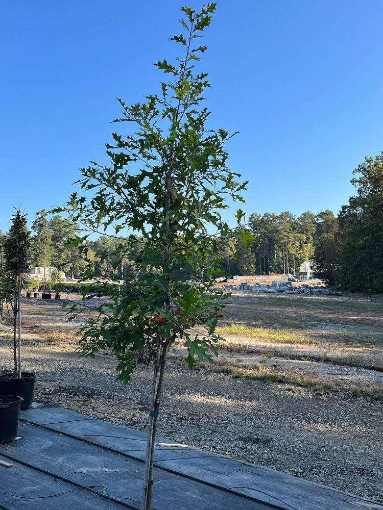quercus-texana-nuttall-oak-quercus-nuttallii