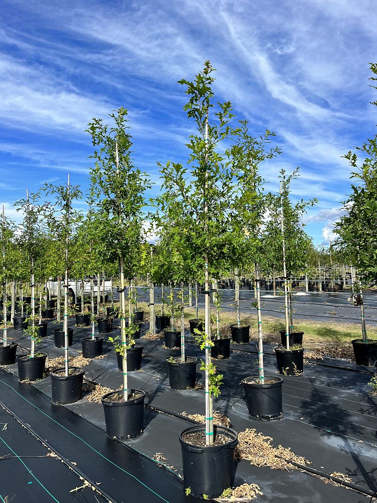 quercus-texana-nuttall-oak-quercus-nuttallii