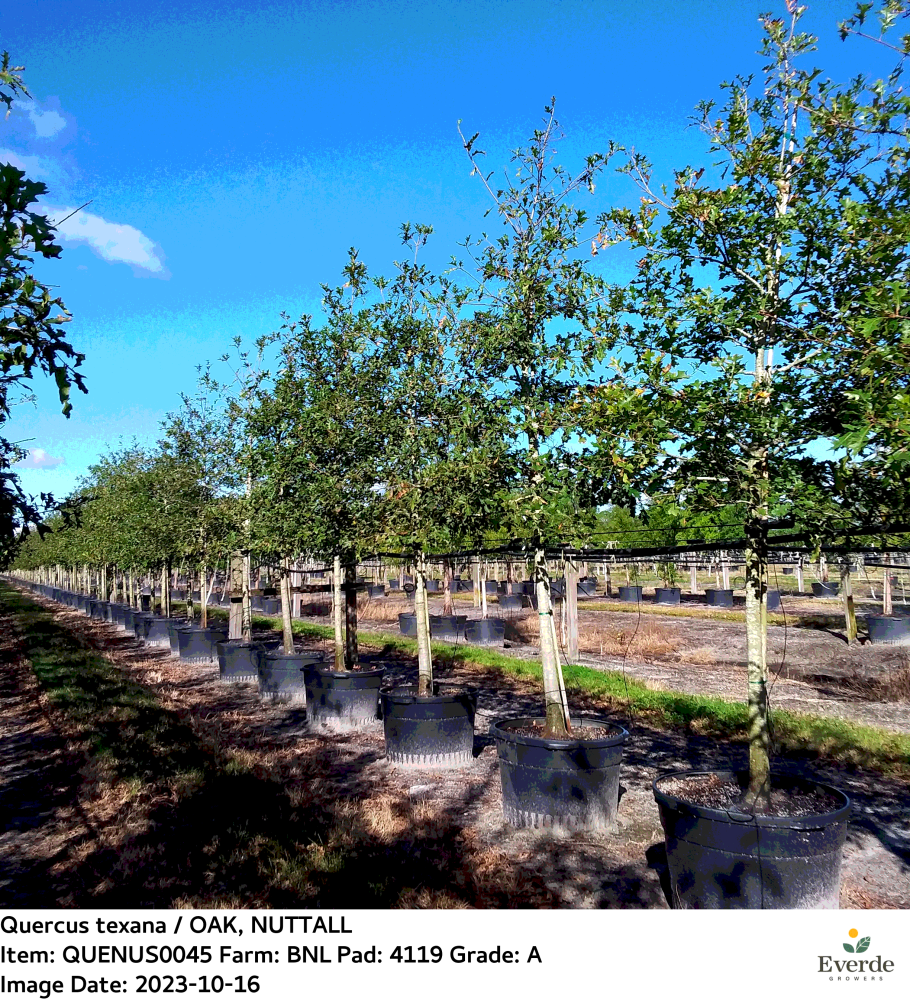 quercus-texana-nuttall-oak-quercus-nuttallii