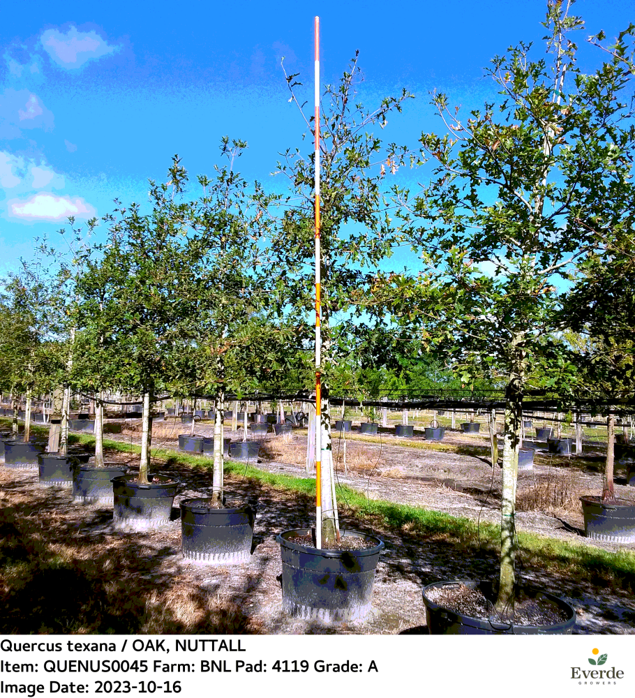quercus-texana-nuttall-oak-quercus-nuttallii