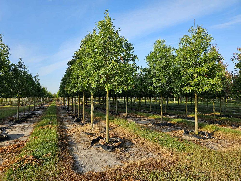 quercus-texana-nuttall-oak-quercus-nuttallii
