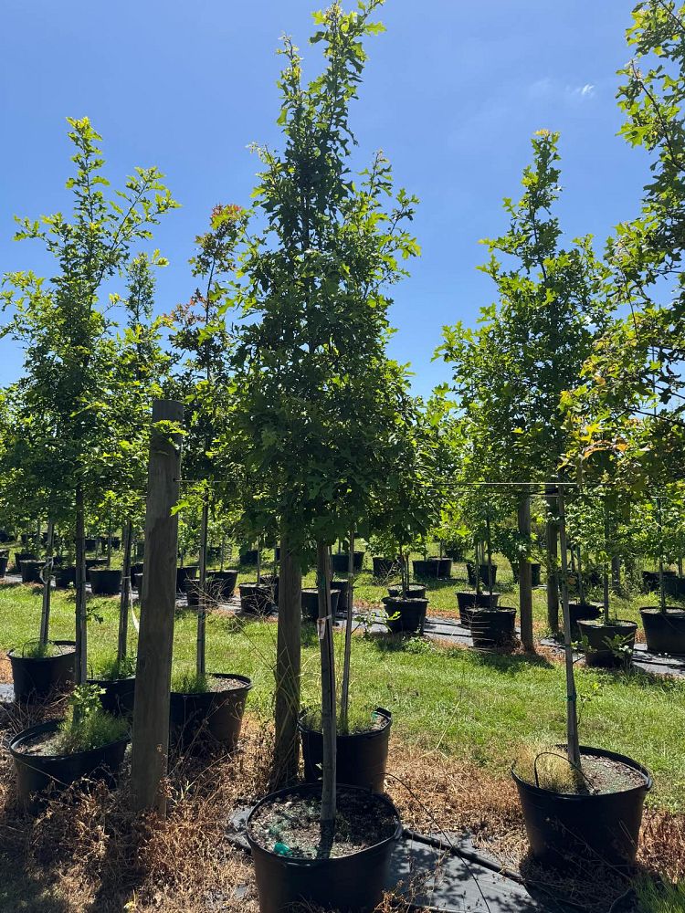 quercus-texana-nuttall-oak-quercus-nuttallii
