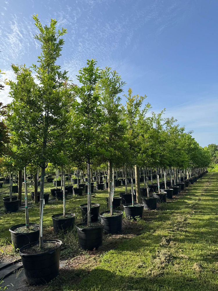 quercus-texana-nuttall-oak-quercus-nuttallii
