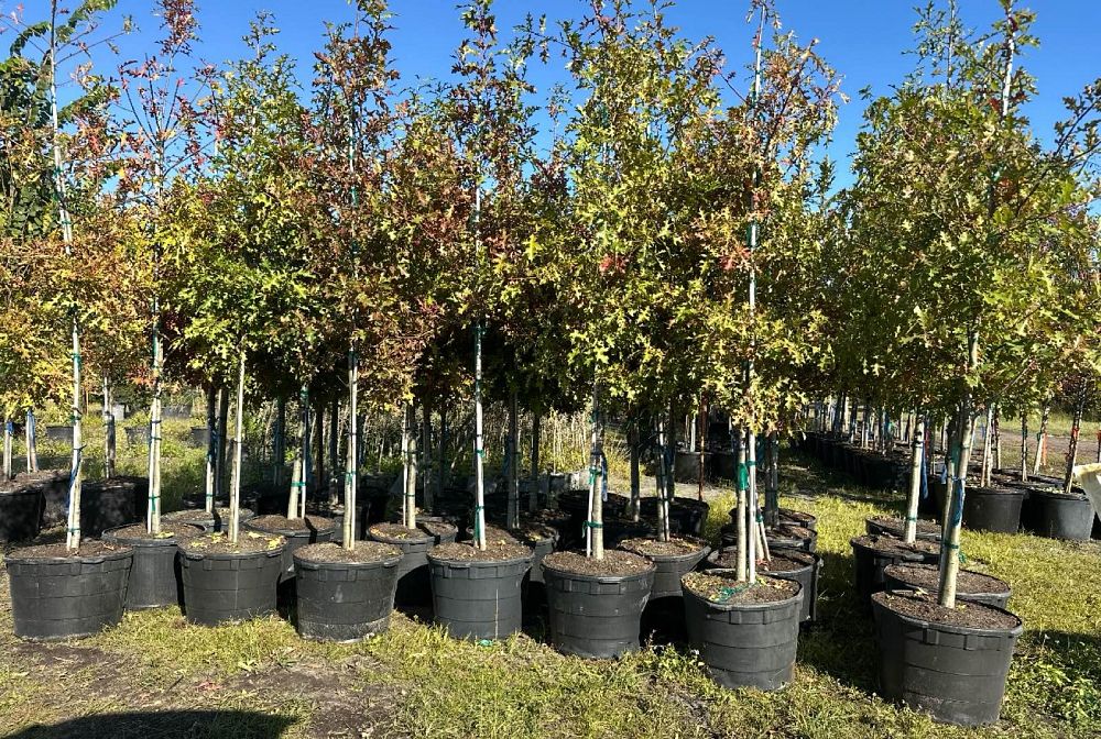 quercus-texana-nuttall-oak-quercus-nuttallii