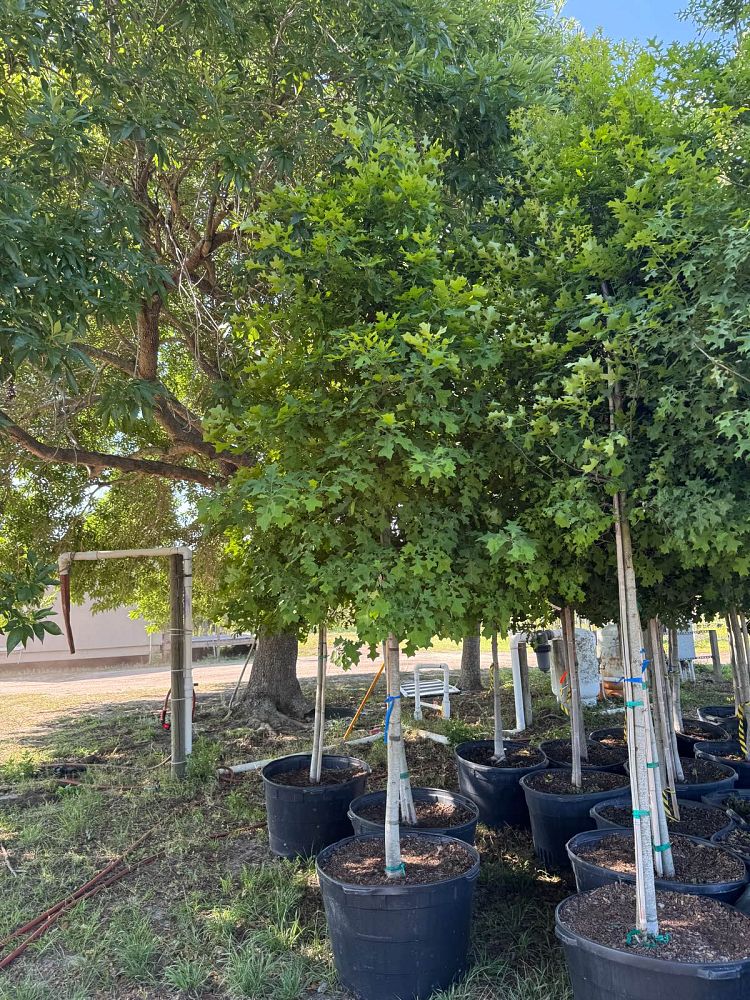 quercus-texana-nuttall-oak-quercus-nuttallii