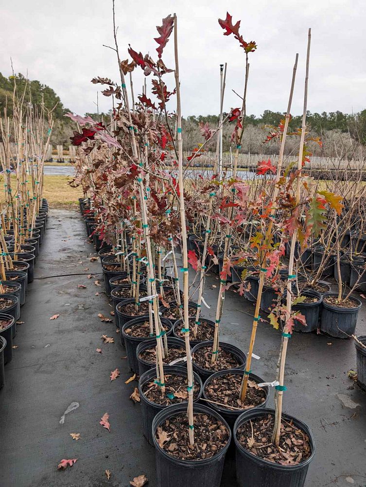 quercus-texana-nuttall-oak-quercus-nuttallii