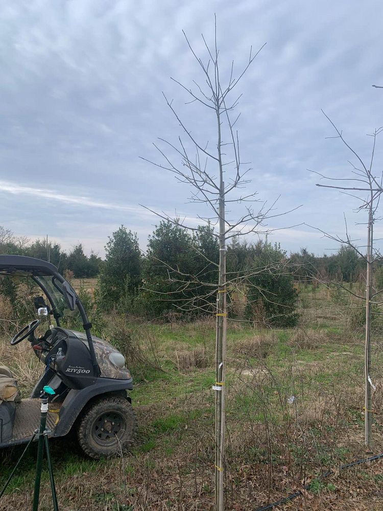 quercus-texana-nuttall-oak-quercus-nuttallii