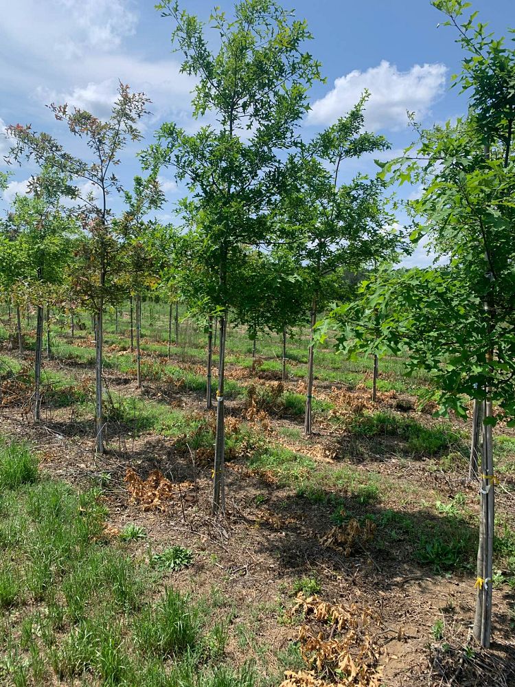 quercus-texana-nuttall-oak-quercus-nuttallii