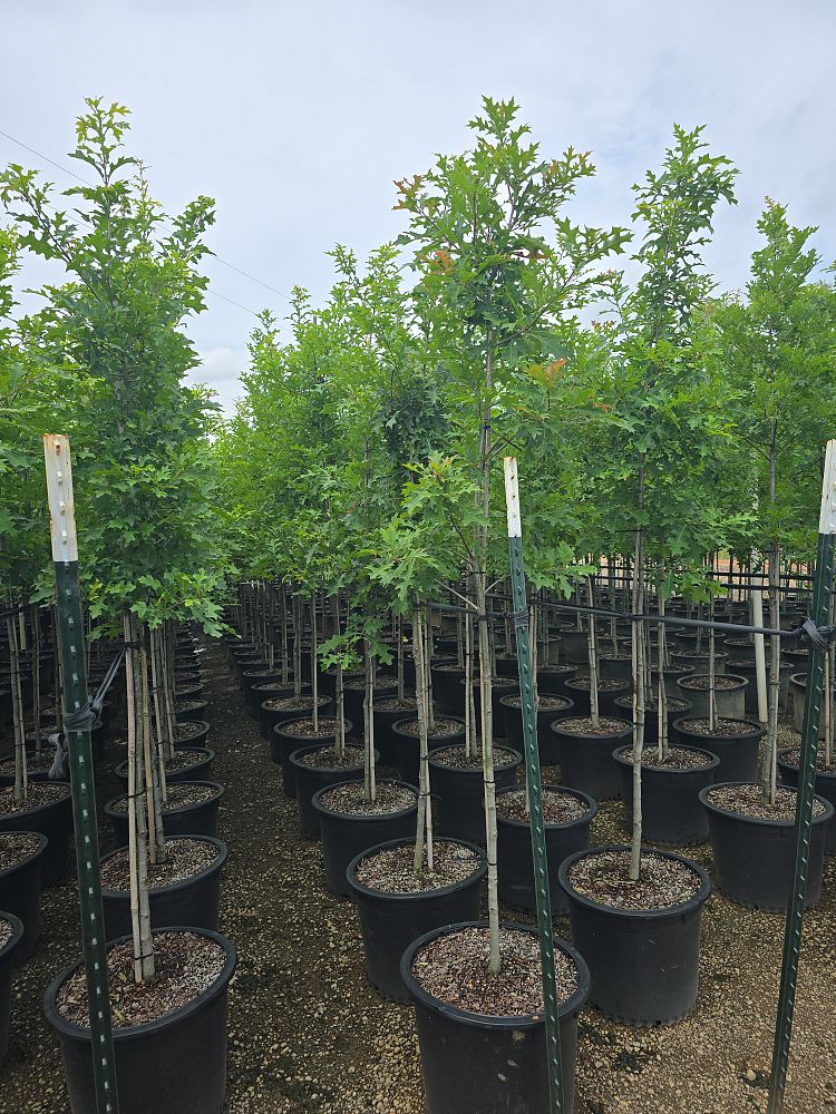 quercus-texana-nuttall-oak-quercus-nuttallii