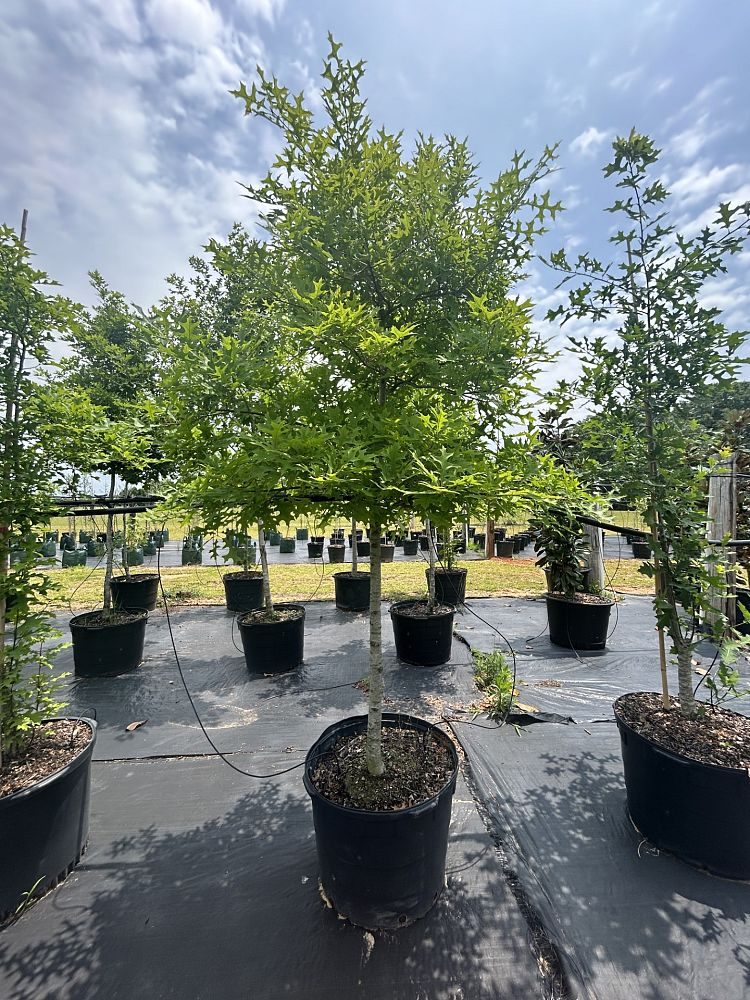quercus-texana-nuttall-oak-quercus-nuttallii