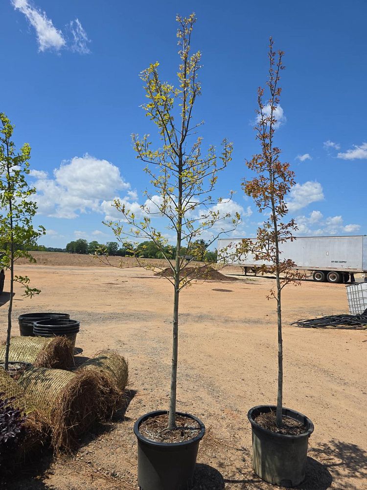 quercus-texana-nuttall-oak-quercus-nuttallii