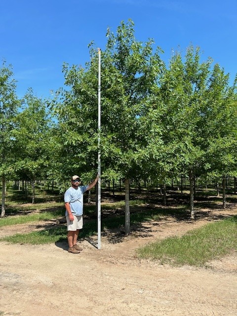 quercus-texana-nuttall-oak-quercus-nuttallii
