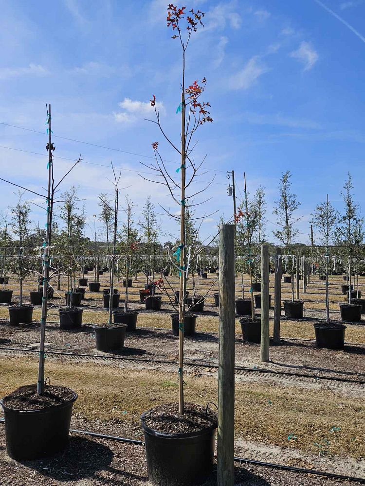 quercus-texana-nuttall-oak-quercus-nuttallii