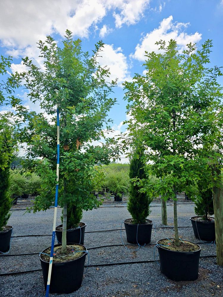 quercus-texana-nuttall-oak-quercus-nuttallii