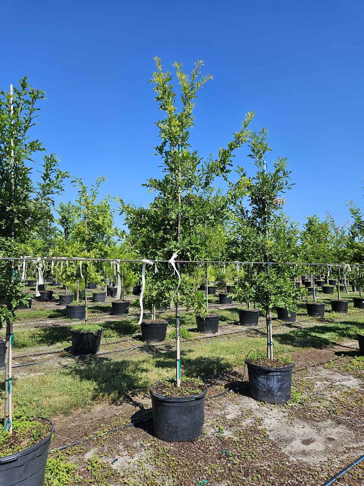 quercus-texana-nuttall-oak-quercus-nuttallii