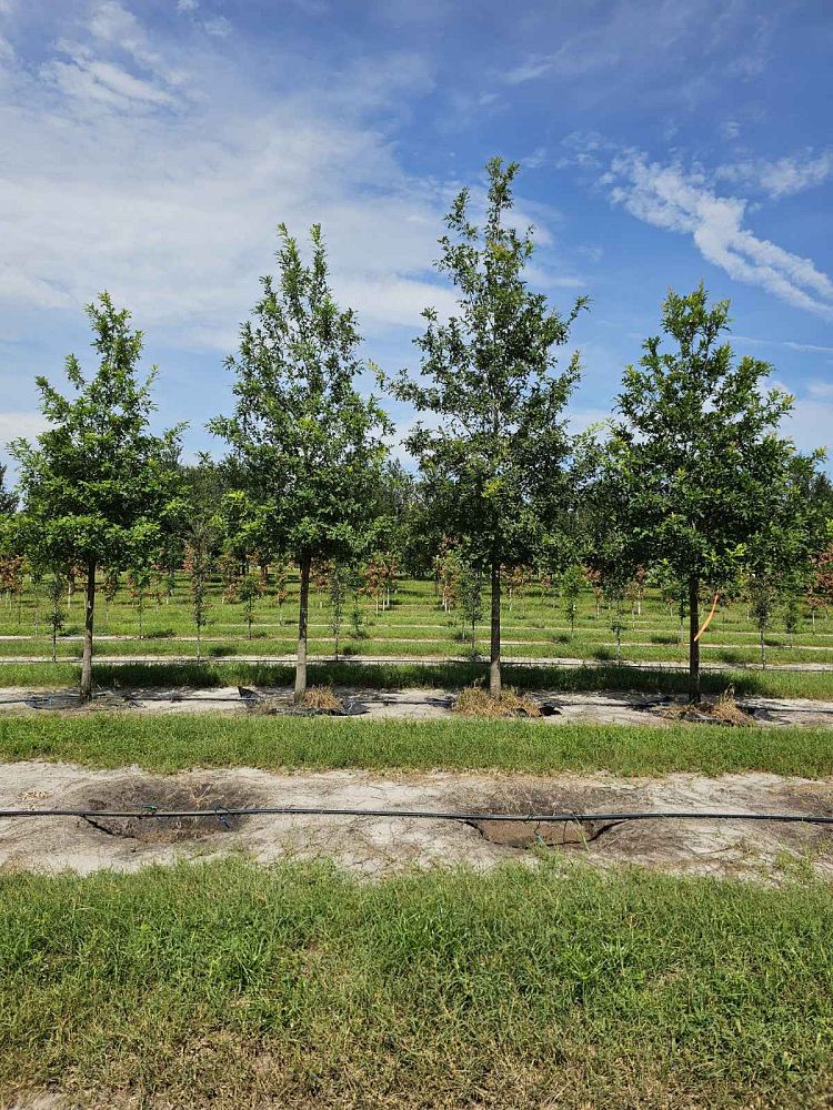 quercus-texana-nuttall-oak-quercus-nuttallii