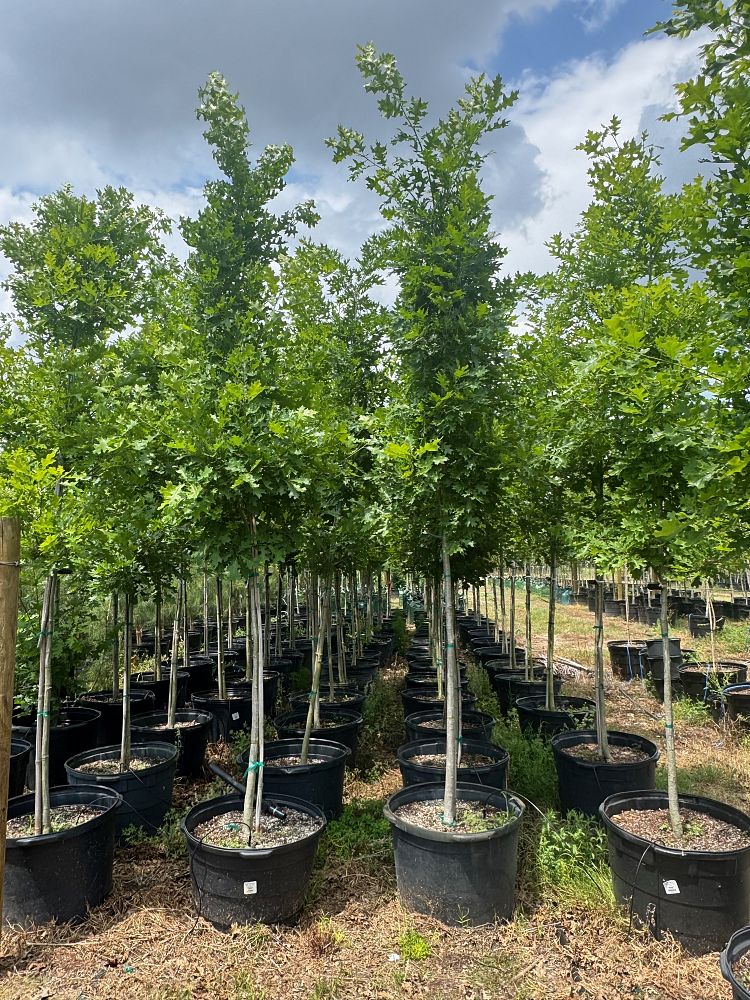 quercus-texana-nuttall-oak-quercus-nuttallii