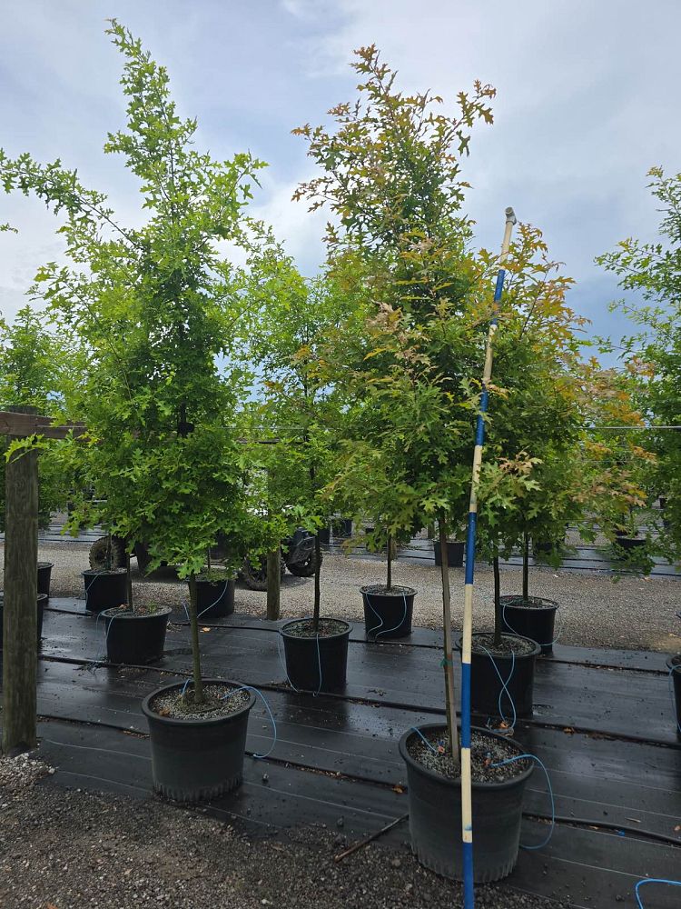 quercus-texana-nuttall-oak-quercus-nuttallii