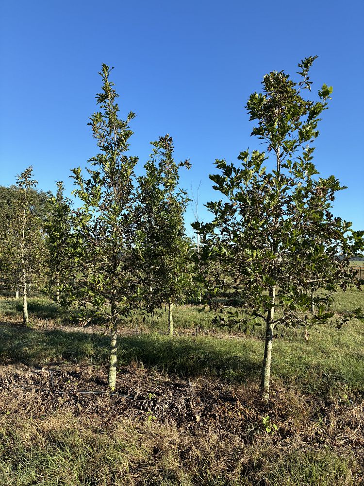 quercus-texana-nuttall-oak-quercus-nuttallii