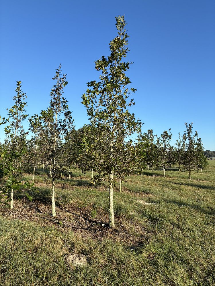 quercus-texana-nuttall-oak-quercus-nuttallii