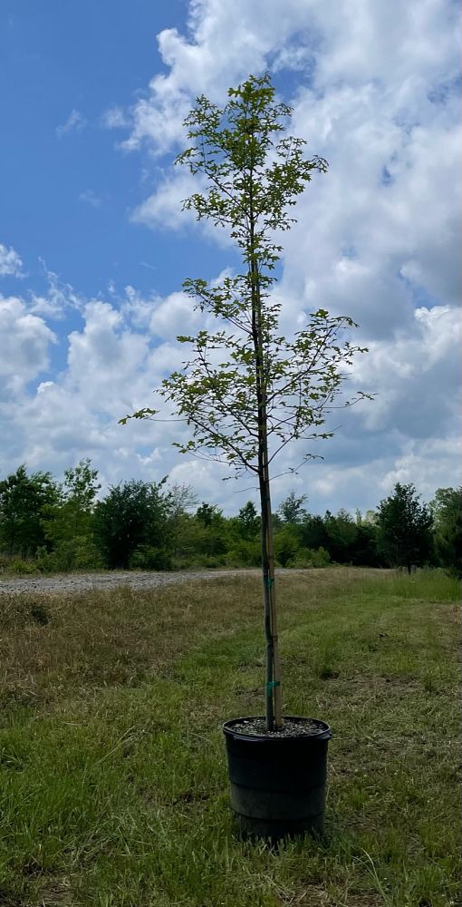 quercus-texana-nuttall-oak-quercus-nuttallii