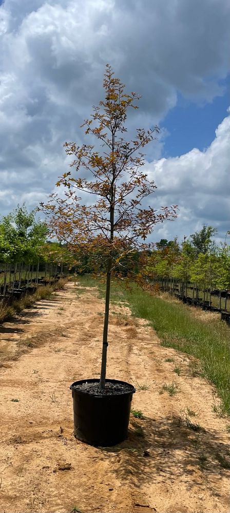quercus-texana-nuttall-oak-quercus-nuttallii