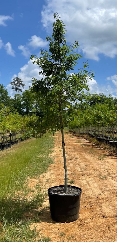 quercus-texana-nuttall-oak-quercus-nuttallii
