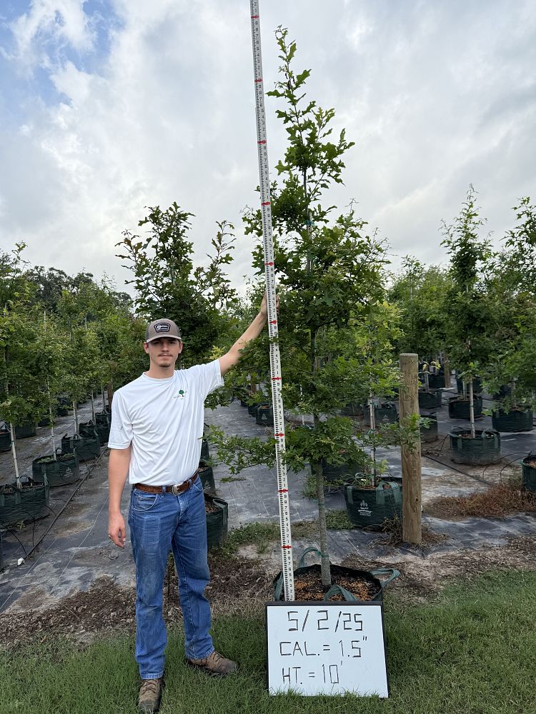 quercus-texana-nuttall-oak-quercus-nuttallii