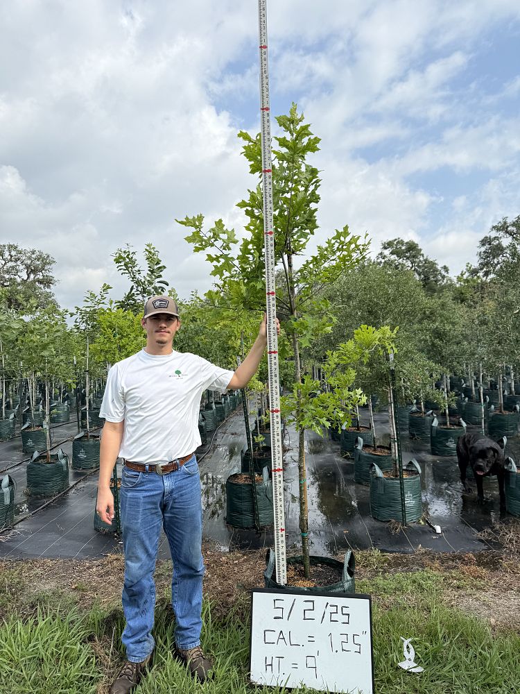 quercus-texana-nuttall-oak-quercus-nuttallii
