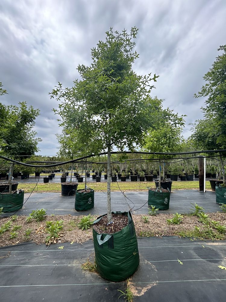 quercus-texana-nuttall-oak-quercus-nuttallii