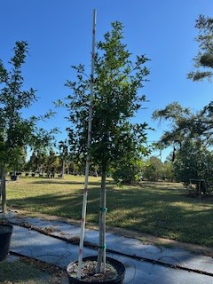 quercus-texana-nuttall-oak-quercus-nuttallii