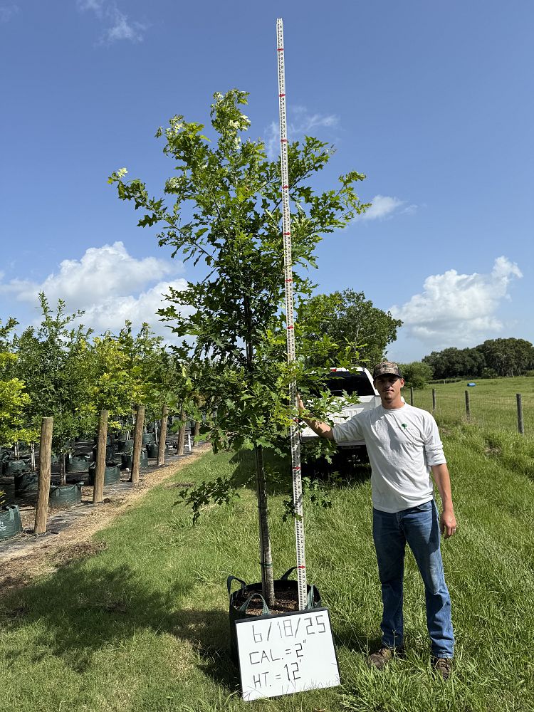 quercus-texana-nuttall-oak-quercus-nuttallii