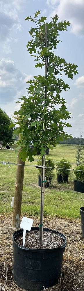 quercus-texana-nuttall-oak-quercus-nuttallii