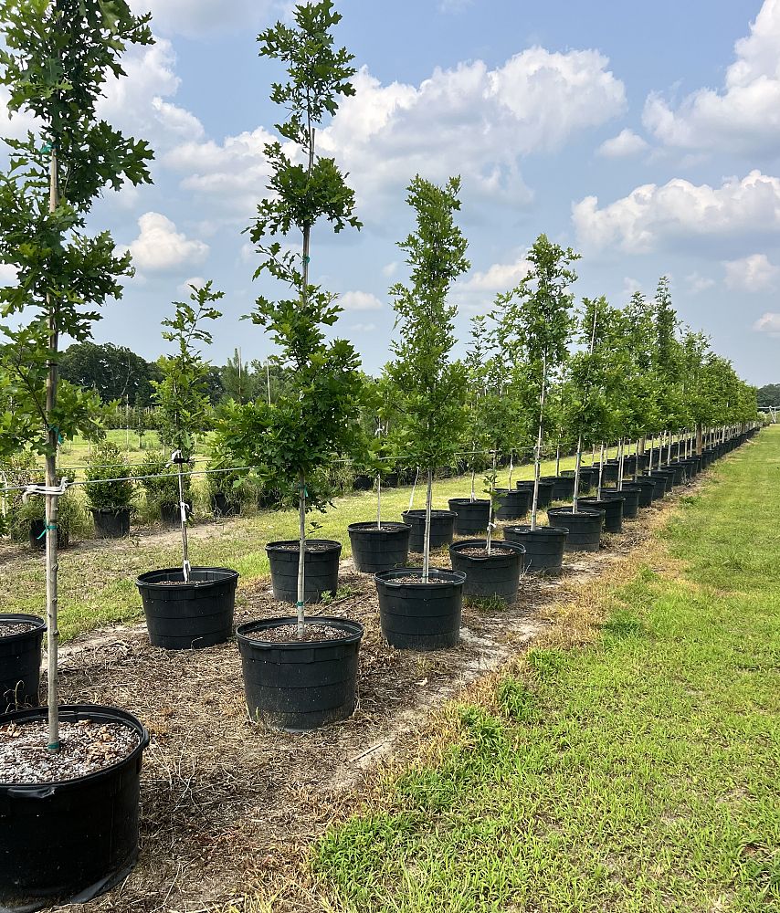 quercus-texana-nuttall-oak-quercus-nuttallii