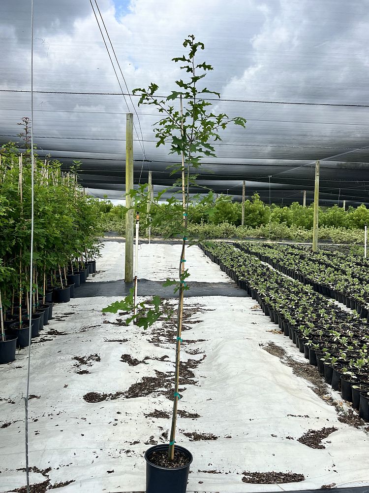 quercus-texana-nuttall-oak-quercus-nuttallii