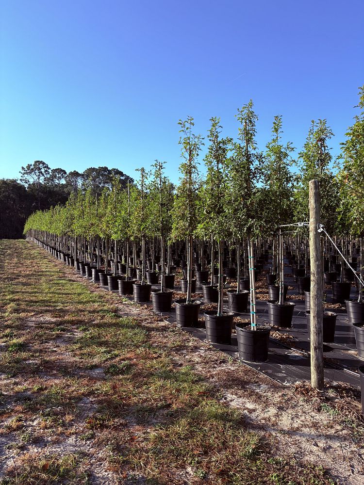 quercus-texana-nuttall-oak-quercus-nuttallii