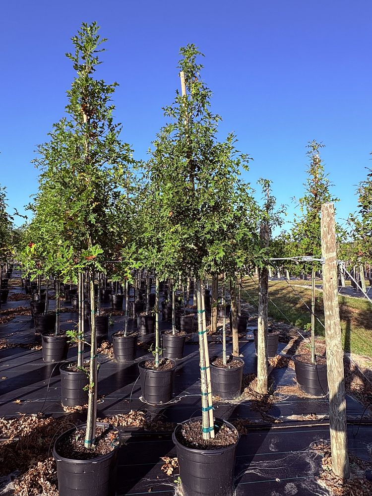 quercus-texana-nuttall-oak-quercus-nuttallii