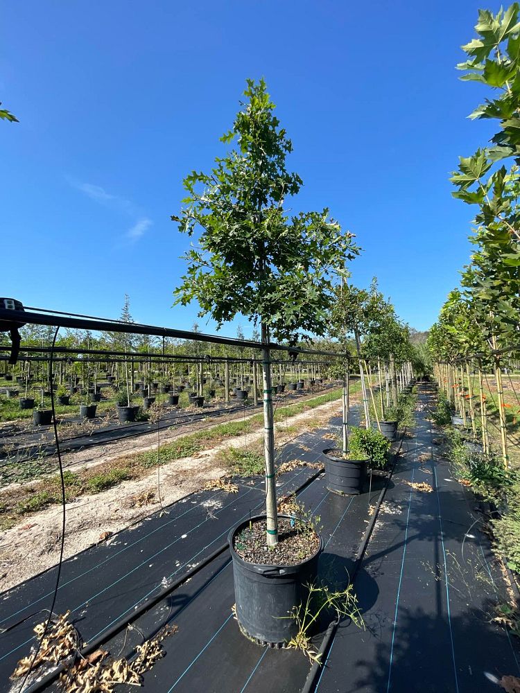 quercus-texana-nuttall-oak-quercus-nuttallii