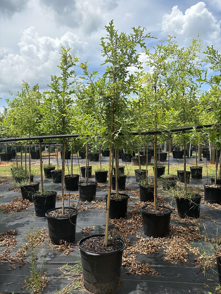 quercus-texana-nuttall-oak-quercus-nuttallii