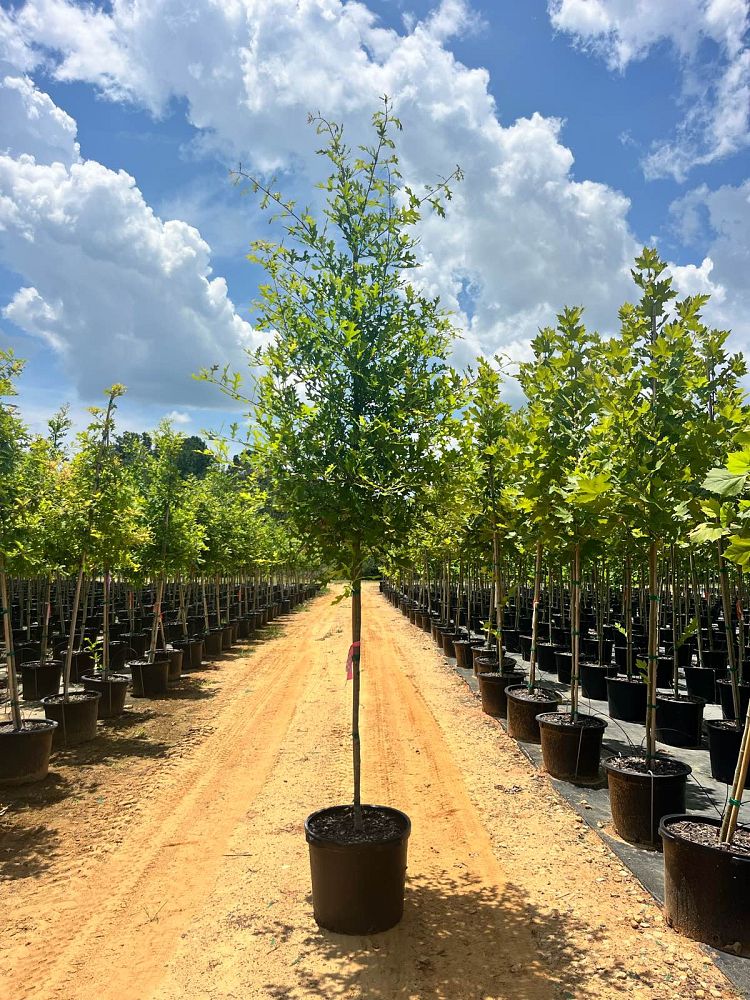 quercus-texana-nuttall-oak-quercus-nuttallii