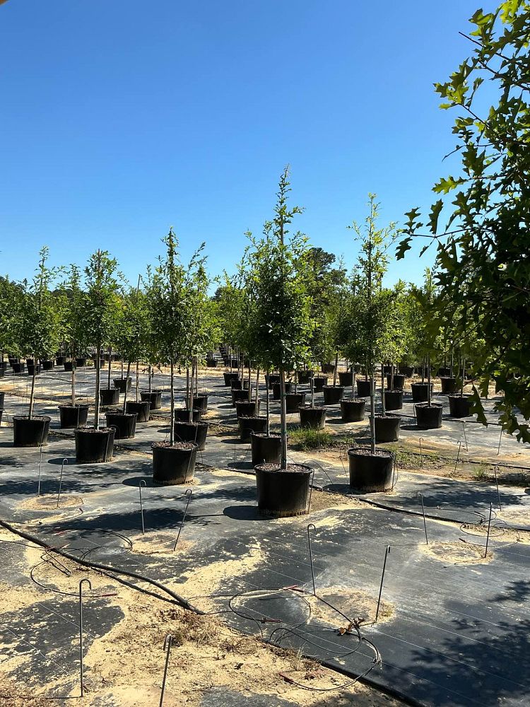 quercus-texana-nuttall-oak-quercus-nuttallii