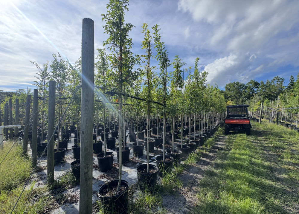 quercus-texana-nuttall-oak-quercus-nuttallii