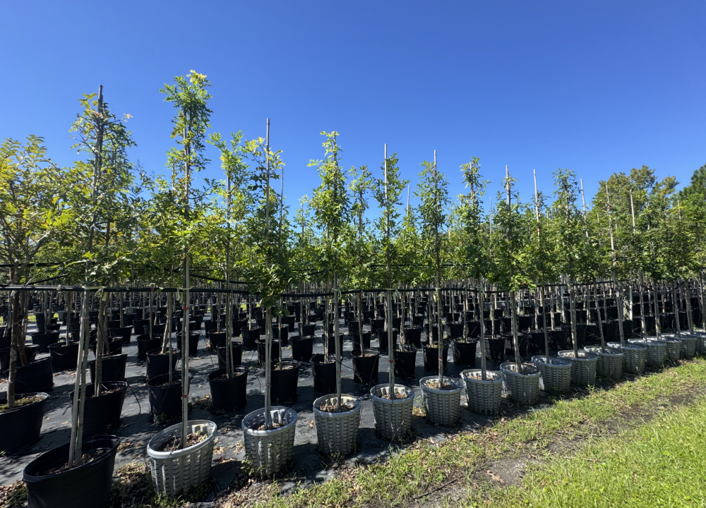 quercus-texana-nuttall-oak-quercus-nuttallii